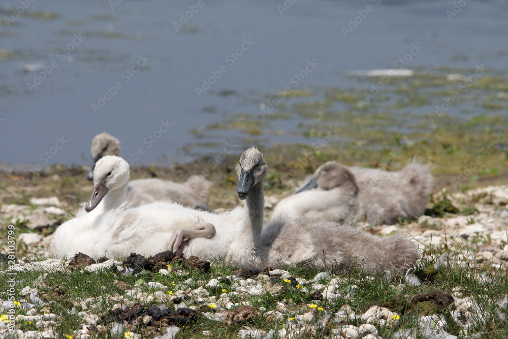 Fototapeta premium Jeune cygne tuberculé (Cygnus olor)
