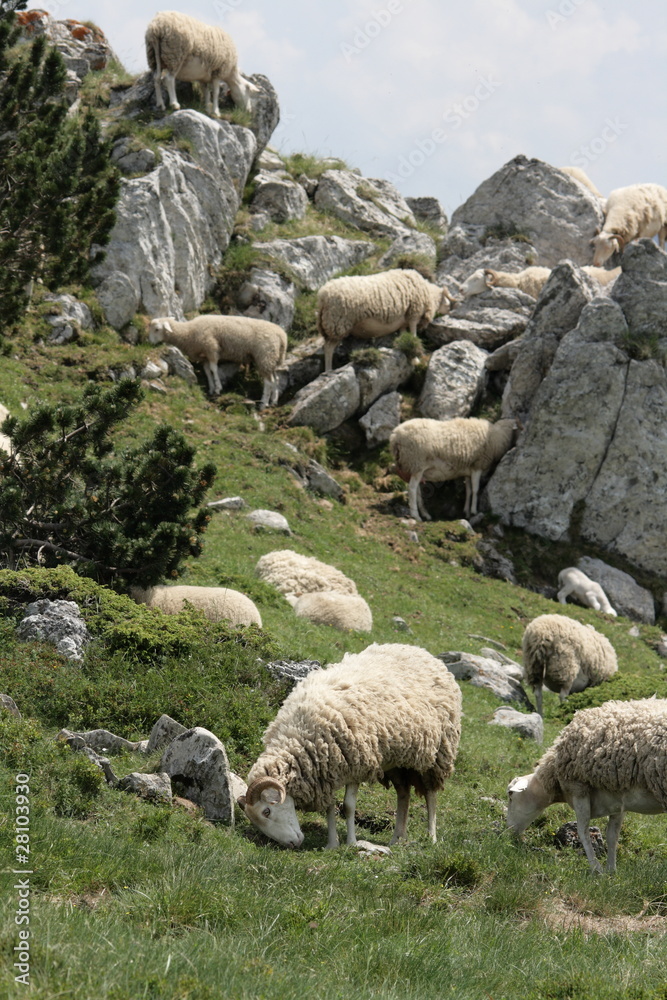 Obraz premium Troupeau de moutons,Pyrénées