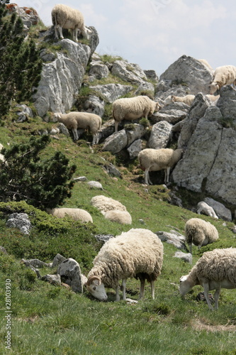 Troupeau de moutons,Pyrénées