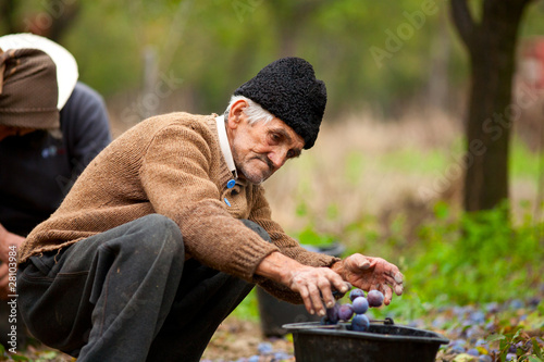 Senior farmer picking plums photo