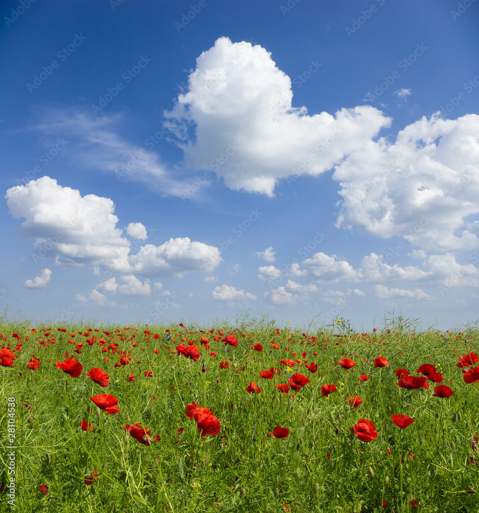 Fototapeta premium poppy red
