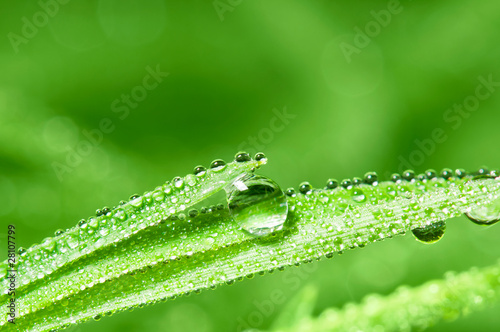 Dewdrops on the grass leafs. Shallow DOF
