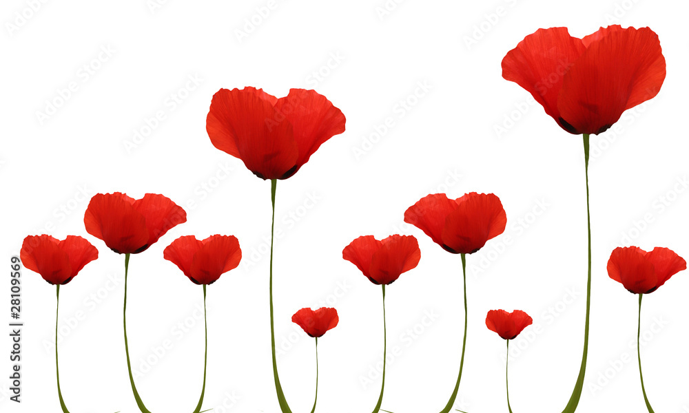 Obraz premium Coquelicots