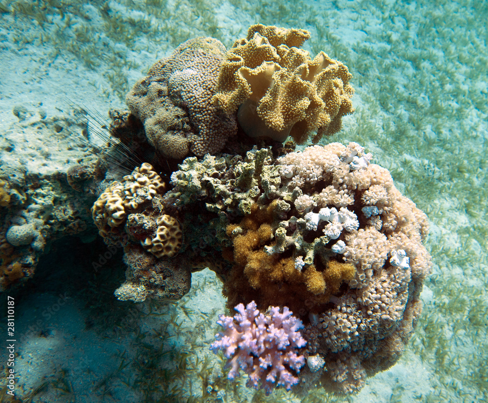 Fototapeta premium Coral reef in Egypt
