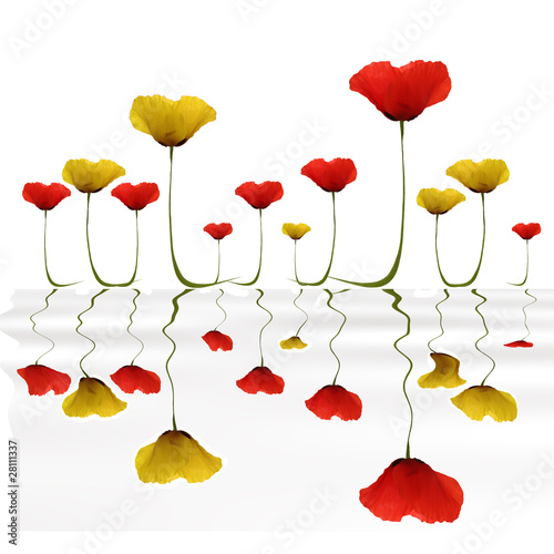 Fototapeta Naklejka Na Ścianę i Meble -  Coqueliots bi-colores jaune rouge