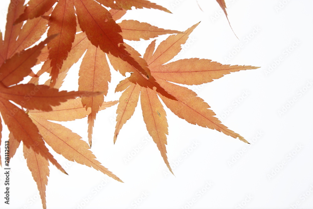 acer palmatun acer palmatun