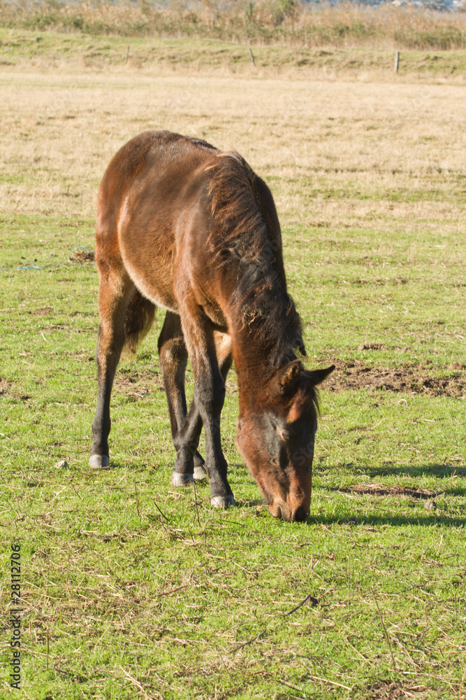 Fototapeta premium cheval au champs