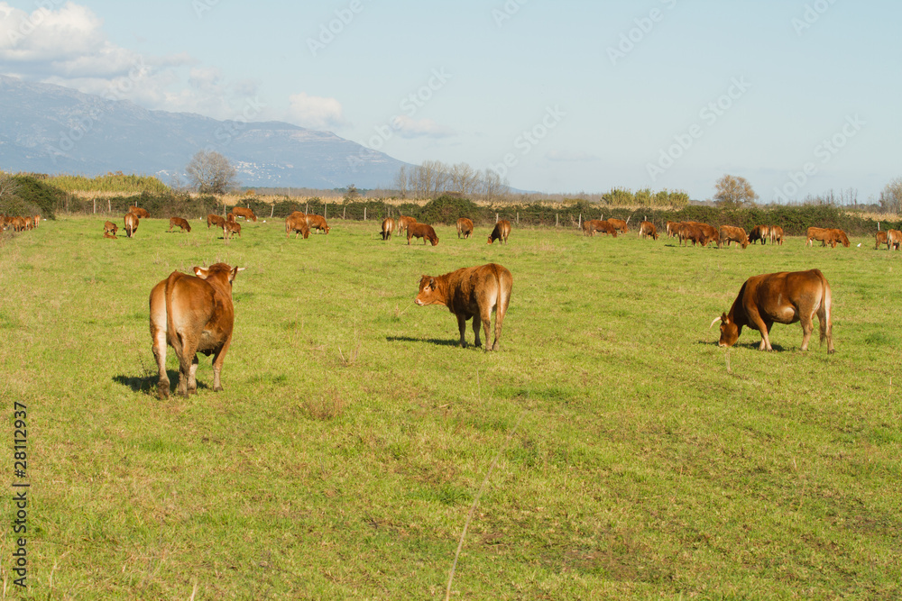 troupeau de vaches