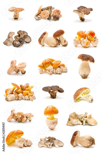 colección de setas comestibles