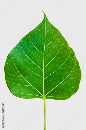 Pipal leaf