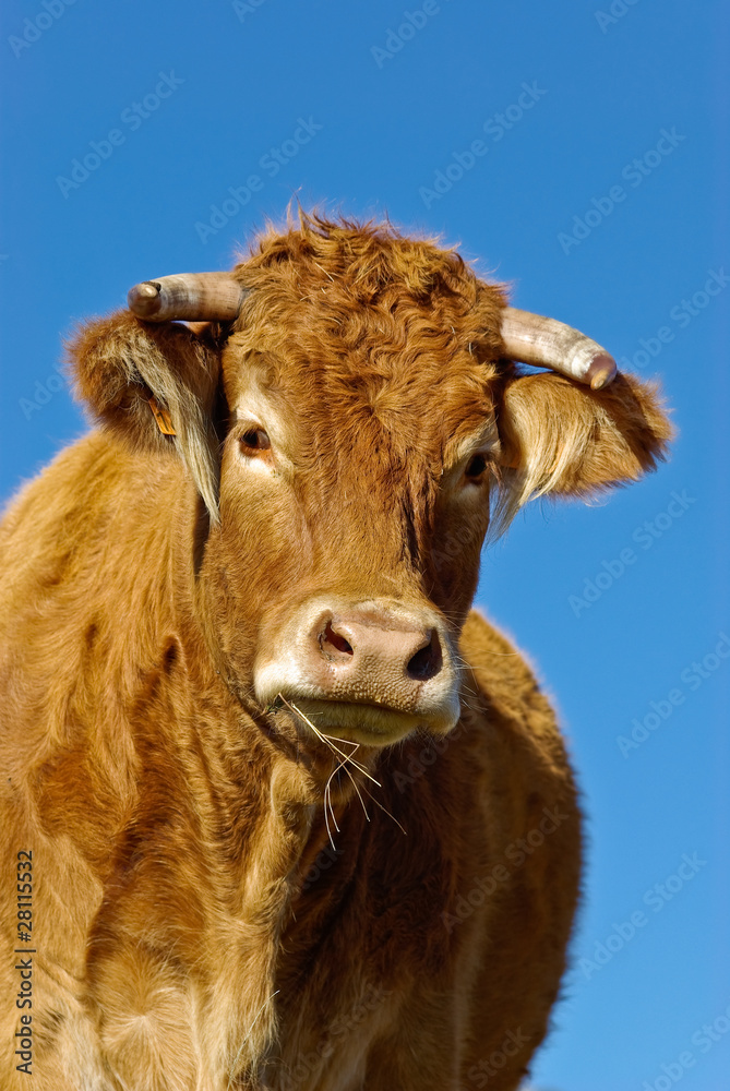 Vache Vache
