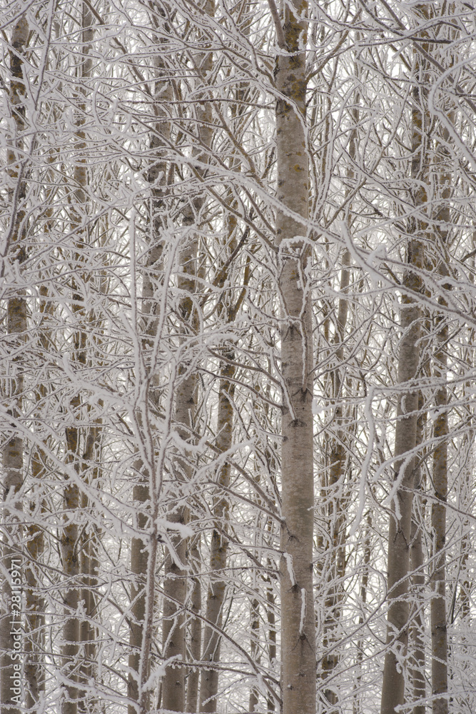 Fototapeta premium Aspen trees in winter