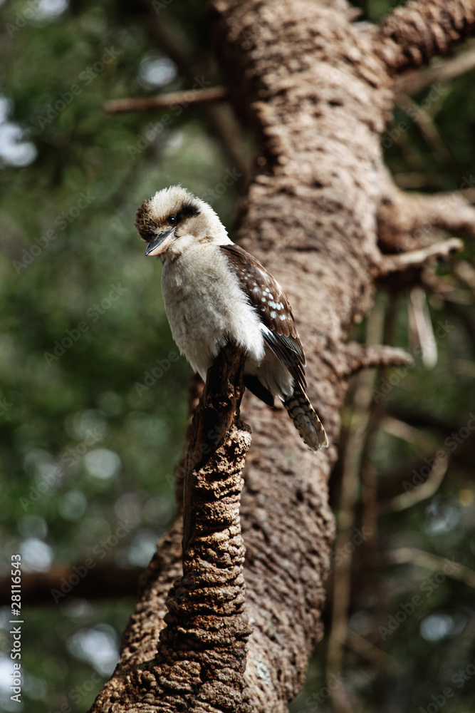 Fototapeta premium kookaburra