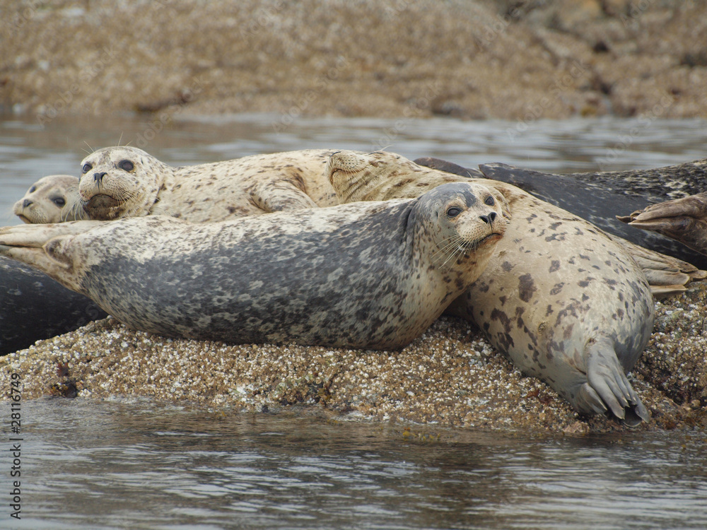 Fototapeta premium Harbour seals