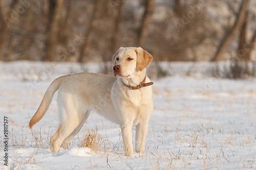 Junger Labrador im Schnee