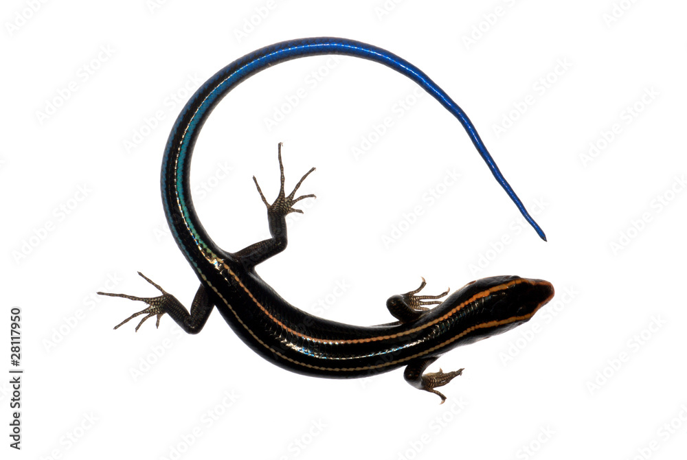 Obraz premium blue tail skink lizard