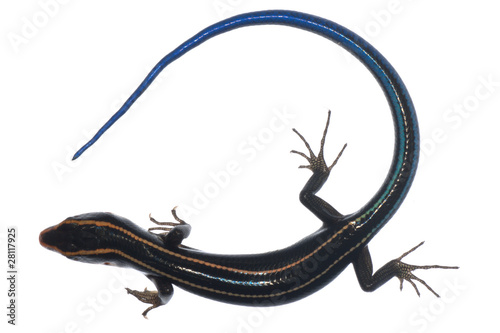 blue tail skink lizard