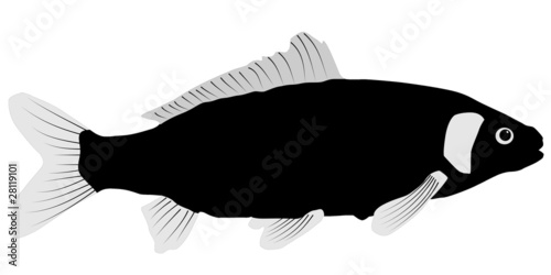 Carp