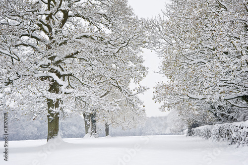 Winter forest snow scene