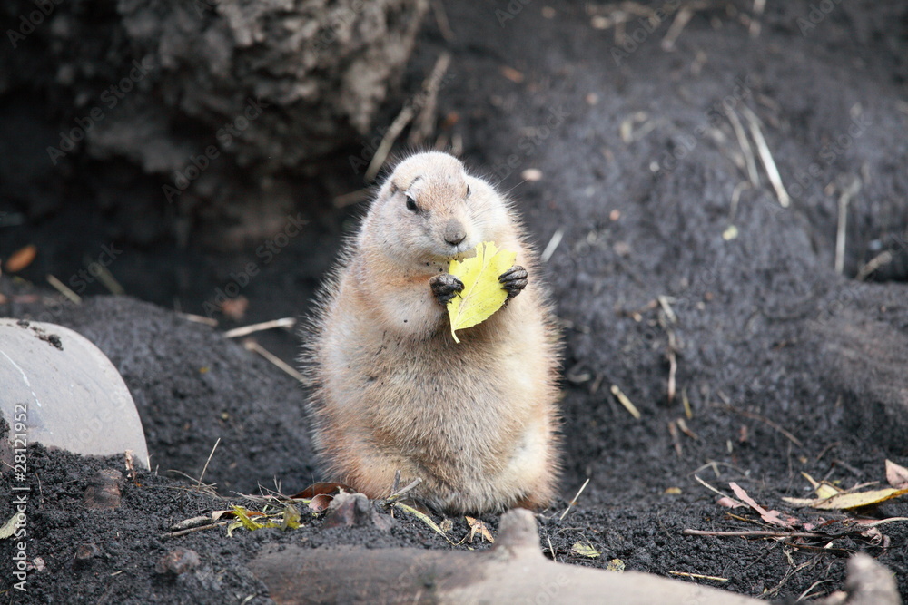 Fototapeta premium プレーリードック (上野動物園)
