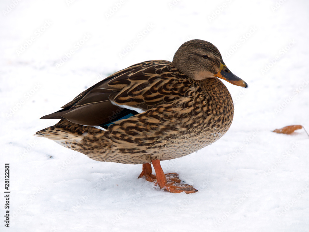 Mallard Mallard
