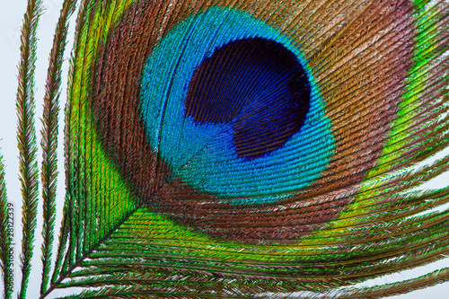 peacock plume on white close-up