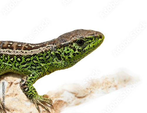 Zauneidechse, Lacerta agilis