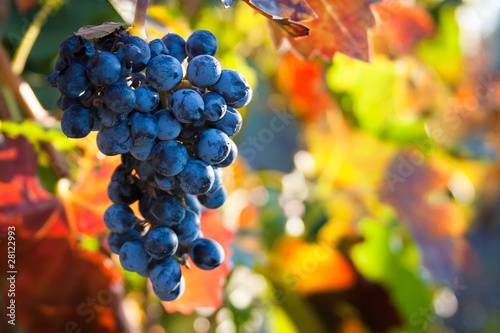 autumn grapes photo