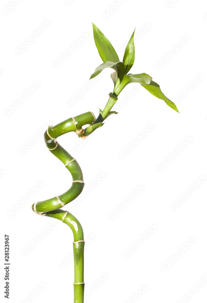 Bamboo isolated on white Bamboo isolated on white