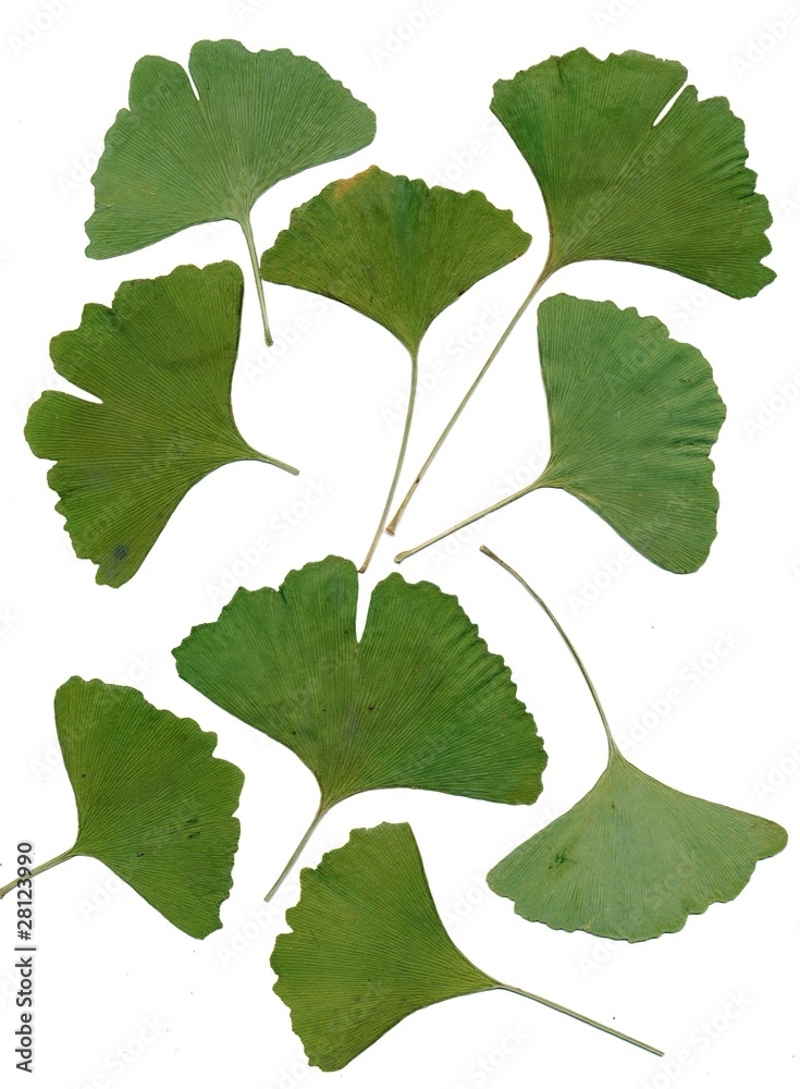 leaves of ginkgo tree leaves of ginkgo tree
