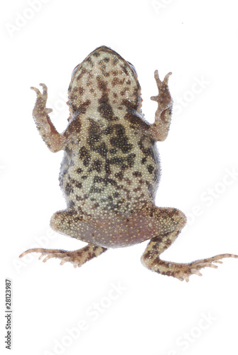 animal toad frog