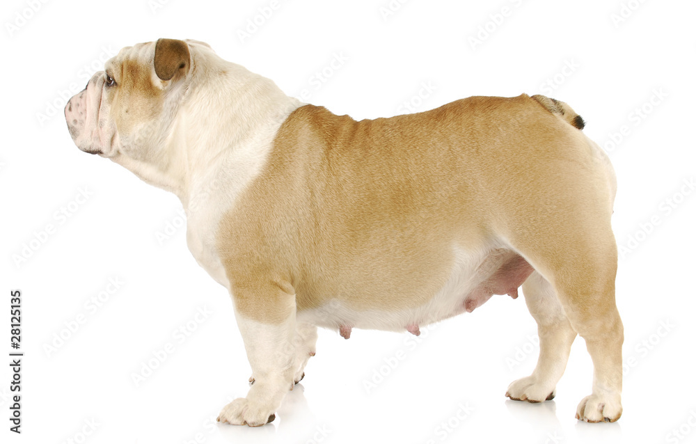 Fototapeta premium pregnant dog