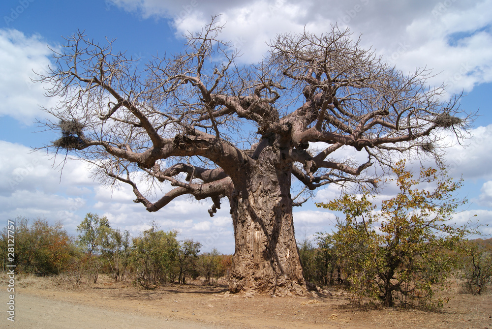 árbol boabab