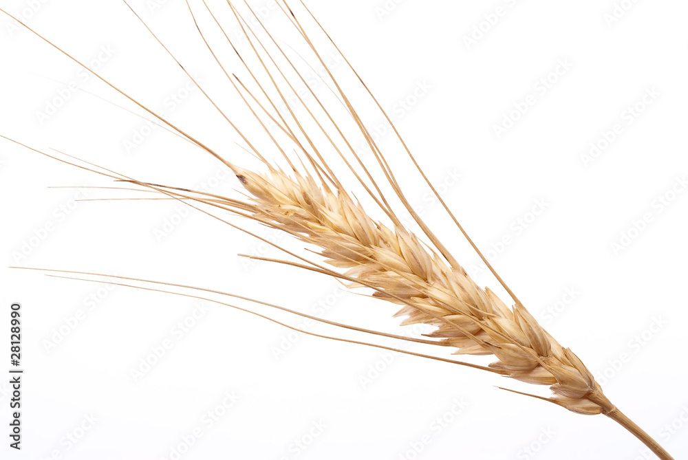 Wheat ear Wheat ear
