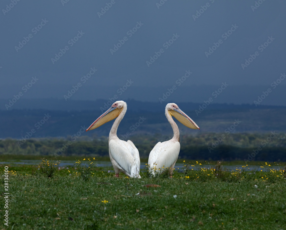 Great White Pelicans facing away from each other Great White Pelicans facing away from each other