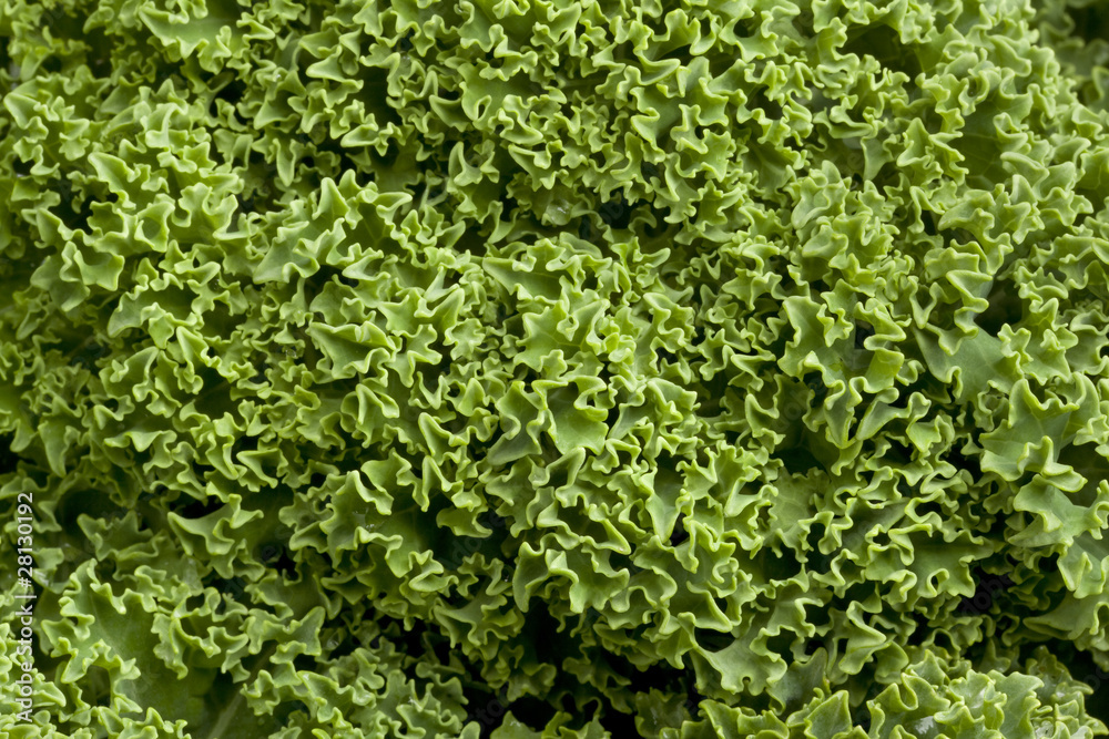 Fresh green kale at white background