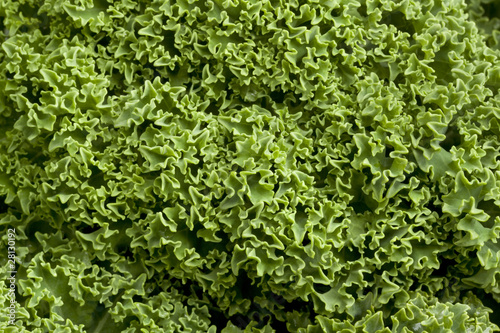 Fresh green kale at white background © Picture Partners