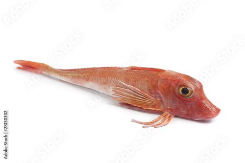 Whole single fresh red Tub gurnard fishe