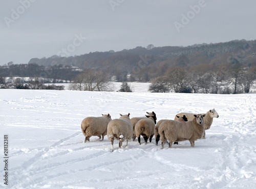 Fototapeta Naklejka Na Ścianę i Meble -  A Flock of Sheep in the Snow