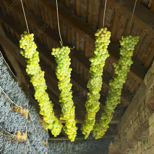 grapes drying for straw wine, Czech Republic photo