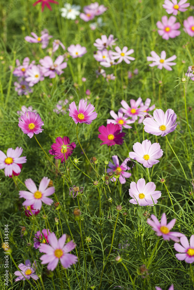 Cosmos Flowers Cosmos Flowers