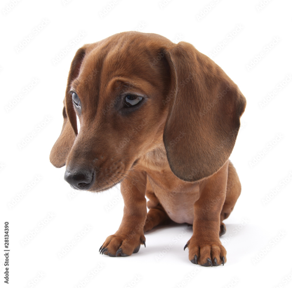 Dachshund puppy, 3 months old