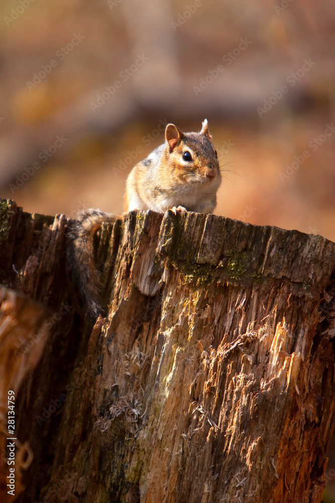 Wild Chipmunk On Log