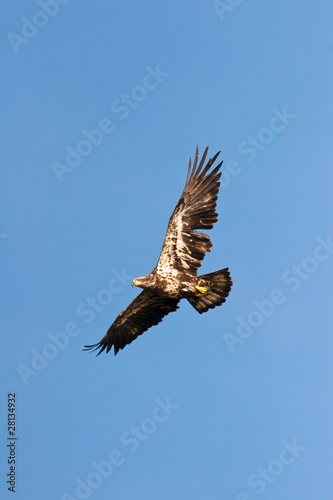 Obraz na płótnie Wild Immature Bald Eagle in Flight w salonie
