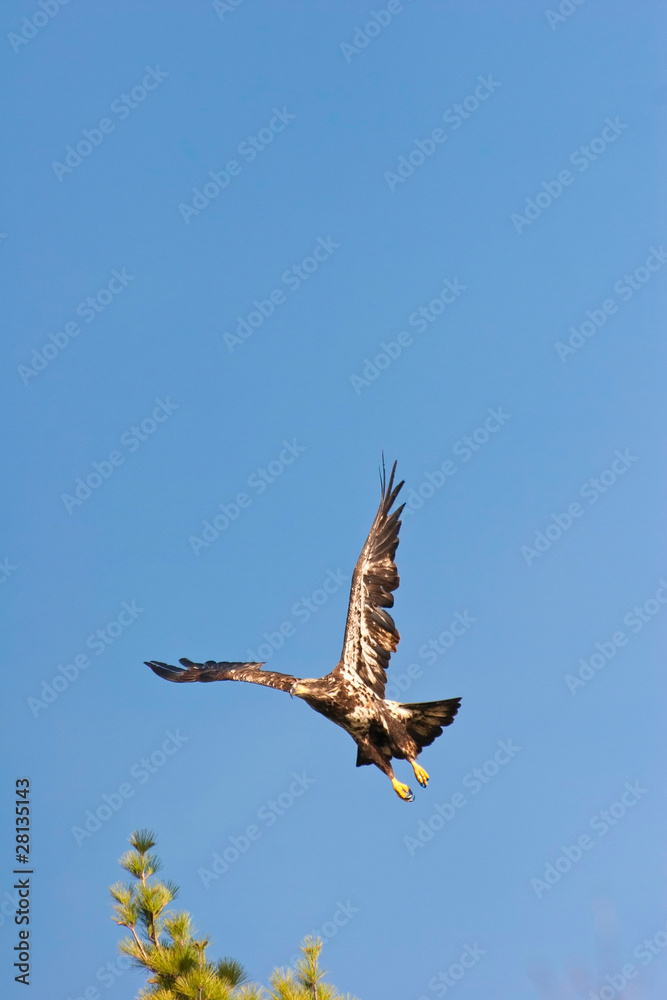Wild Immature Bald Eagle Takeoff