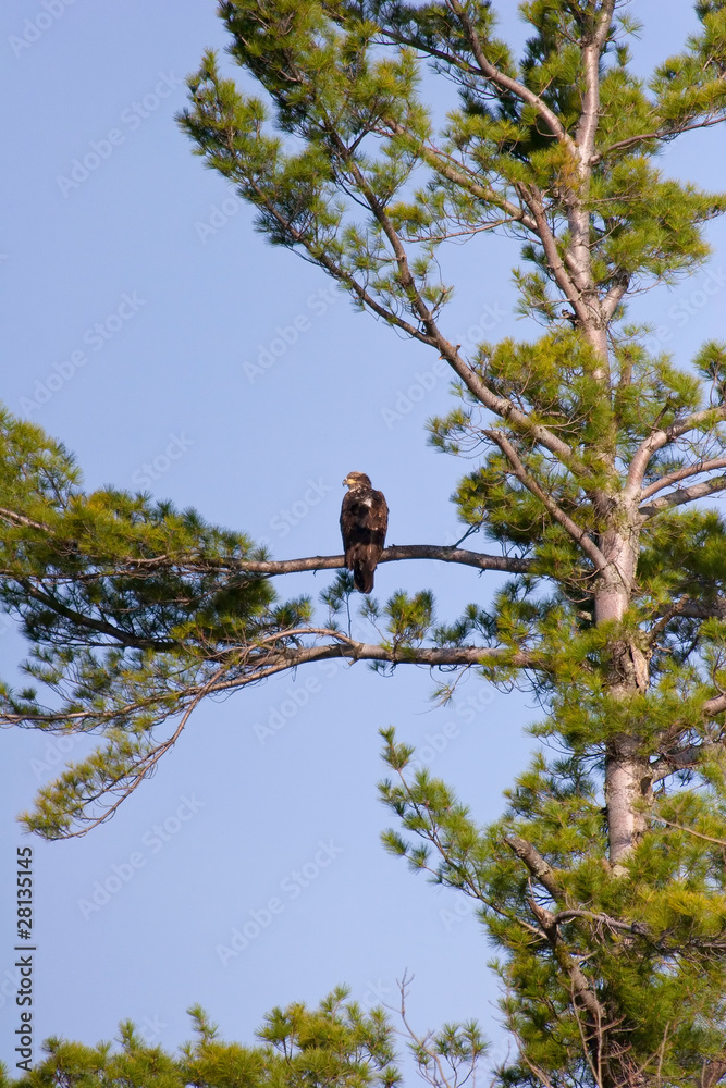 Wild Immature Bald Eagle Perched High In A Tree