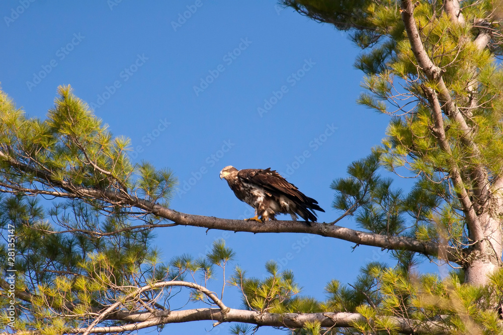 Wild Immature Bald Eagle Perched in White Pine Tree