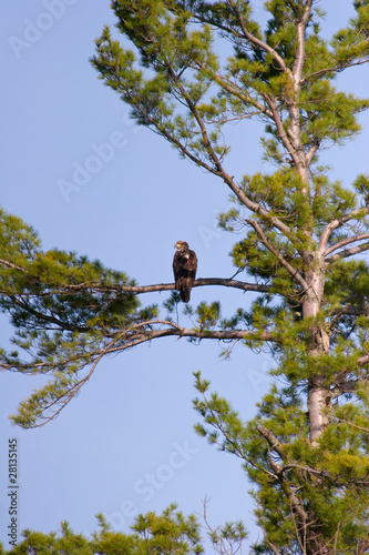 Obraz na płótnie Wild Immature Bald Eagle Perched High In A Tree w salonie