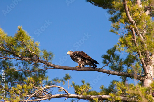 Obraz na płótnie Wild Immature Bald Eagle Perched in White Pine Tree w salonie