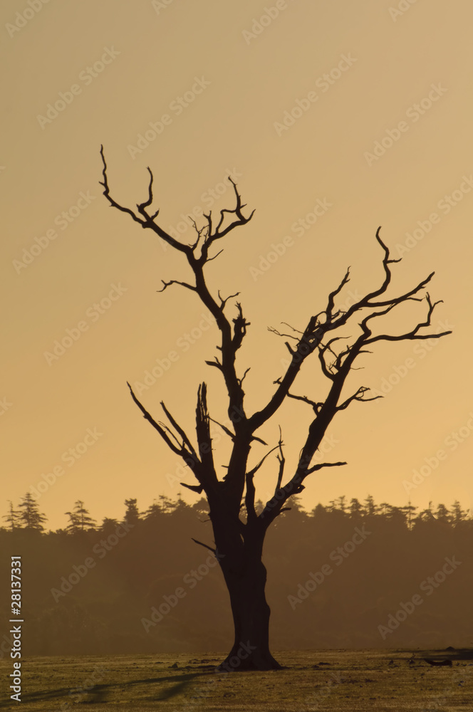 graphic shape of dying tree at dawn graphic shape of dying tree at dawn